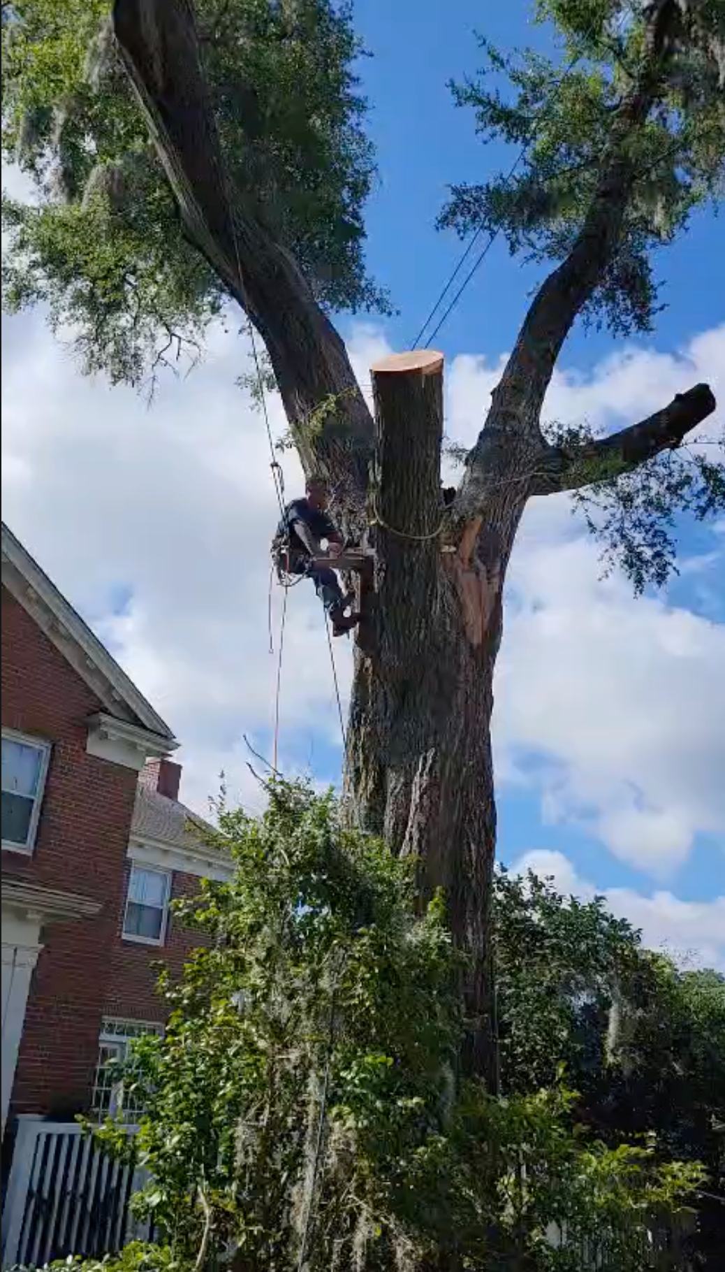 Large oak tree removal, Wilmington NC