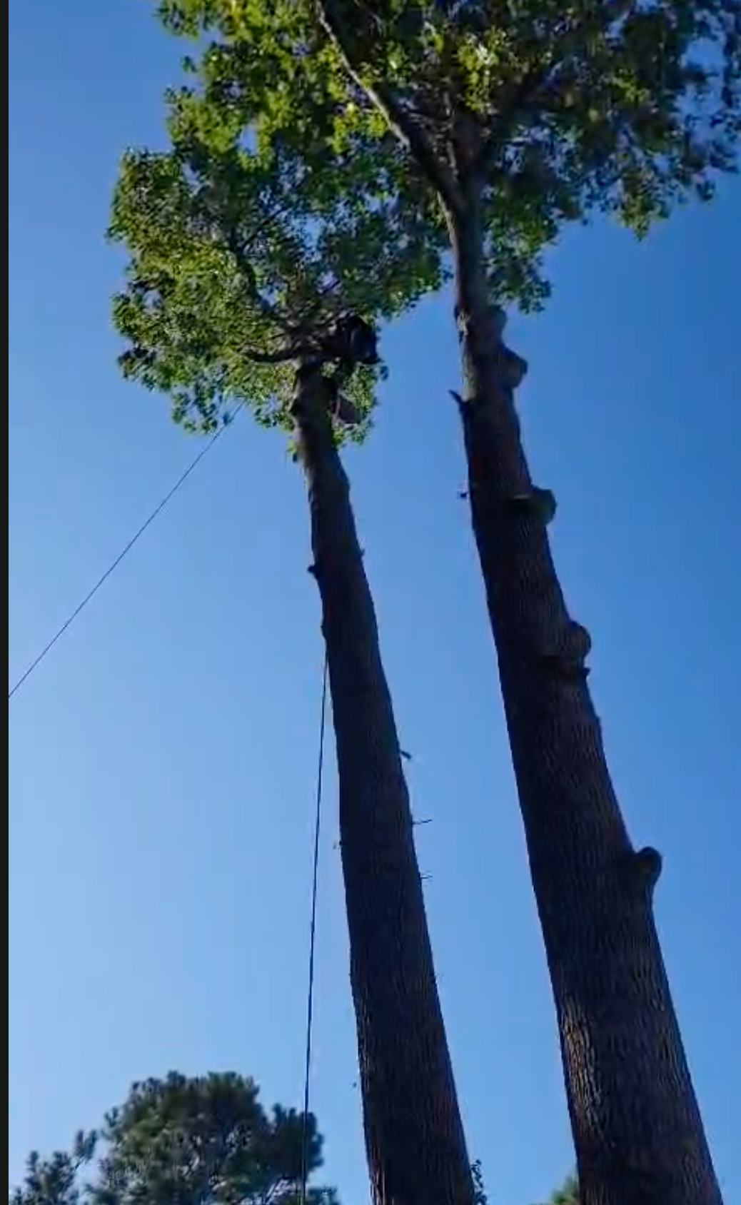 Tall tree takedown